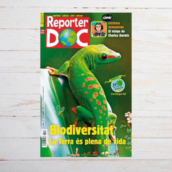 Reporter DOC 271